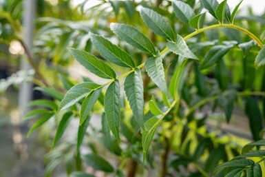 Sorbus 'Dodong' meerstammig 150-175