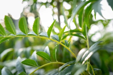 Sorbus 'Dodong' meerstammig 150-175