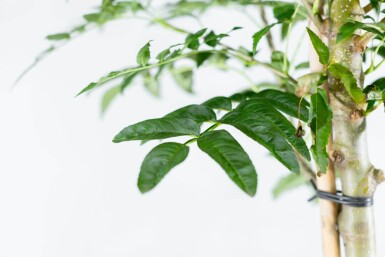 Sorbus 'Dodong' meerstammig 150-175