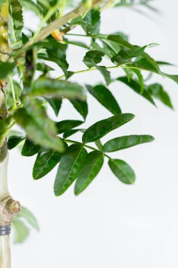 Sorbus 'Dodong' meerstammig 150-175