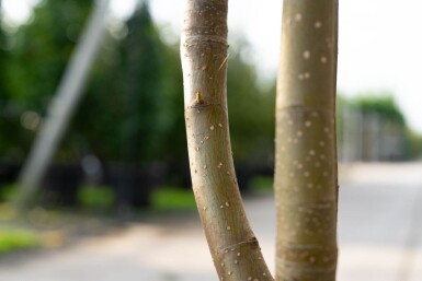 Sorbus 'Dodong' meerstammig 150-175