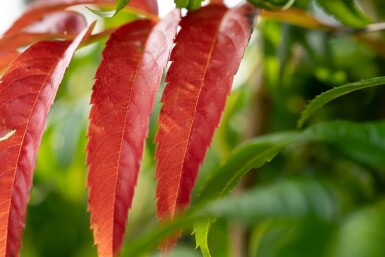 Sorbus 'Dodong' meerstammig 150-175