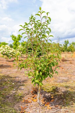 Stewartia pseudocamellia meerstammig