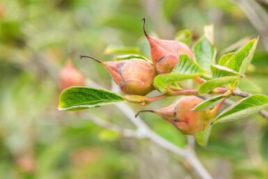 Stewartia pseudocamellia meerstammig
