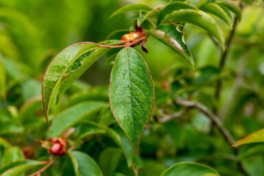 Stewartia pseudocamellia meerstammig