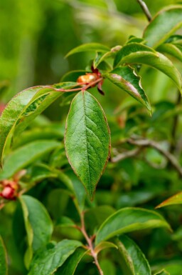 Stewartia pseudocamellia meerstammig