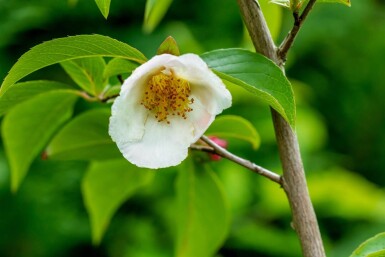 Stewartia pseudocamellia meerstammig