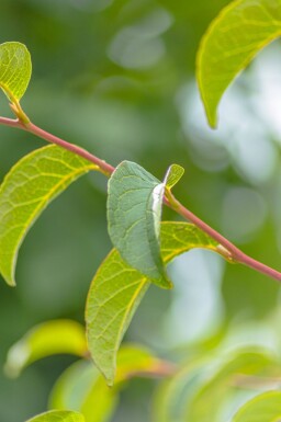 Stewartia pseudocamellia meerstammig