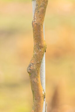 Stewartia pseudocamellia meerstammig