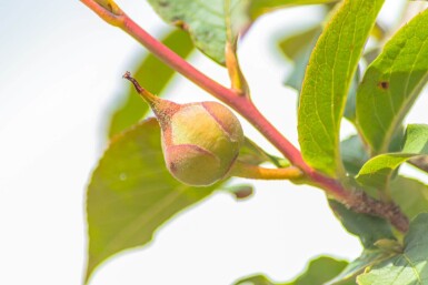 Stewartia pseudocamellia meerstammig
