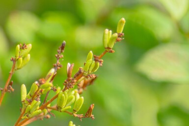 Syringa josikaea hoogstam 12/14
