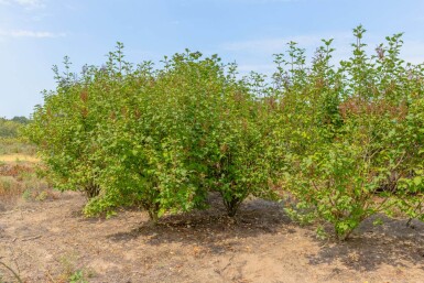Syringa josikaea meerstammig