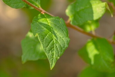 Syringa josikaea meerstammig