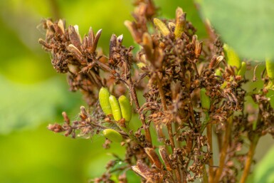 Syringa josikaea meerstammig