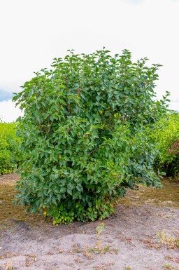 Syringa vulgaris