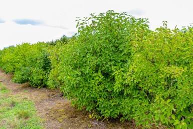 Syringa vulgaris meerstammig 200-250