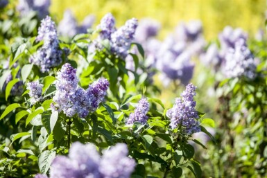 Syringa vulgaris meerstammig 200-250