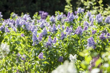 Syringa vulgaris meerstammig 200-250