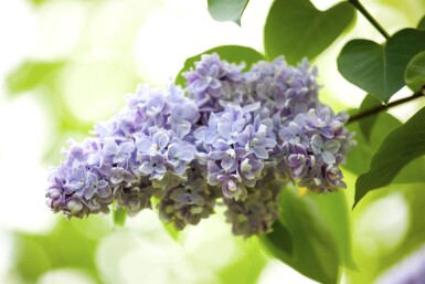 Syringa vulgaris meerstammig 200-250