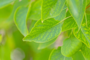 Syringa vulgaris meerstammig 200-250