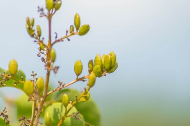 Syringa vulgaris meerstammig 200-250