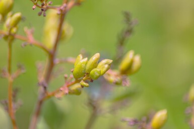 Syringa vulgaris meerstammig 200-250