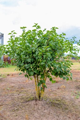 Syringa vulgaris 'Belle de Nancy' meerstammig 200-250