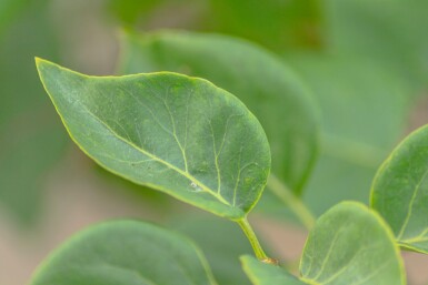 Syringa vulgaris 'Belle de Nancy' meerstammig 200-250
