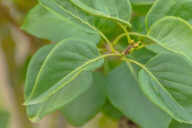 Syringa vulgaris 'Belle de Nancy' meerstammig 200-250