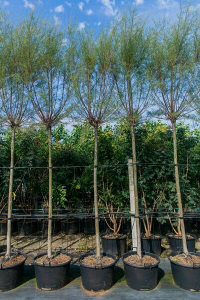 Tamarix tetrandra hoogstam 14/16