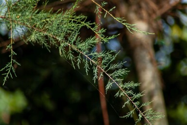 Tamarix tetrandra hoogstam 14/16