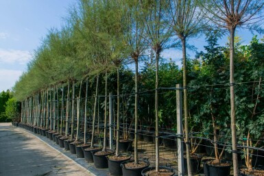 Tamarix tetrandra hoogstam 14/16