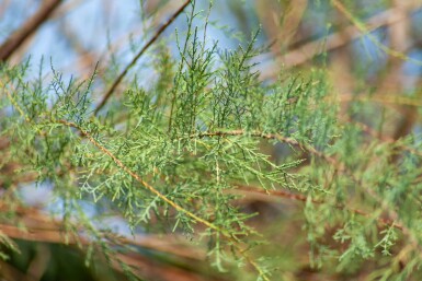 Tamarix tetrandra hoogstam 14/16