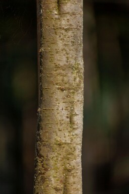 Tamarix tetrandra hoogstam 14/16