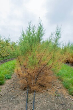Tamarix tetrandra meerstammig 200-250