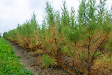Tamarix tetrandra meerstammig 200-250