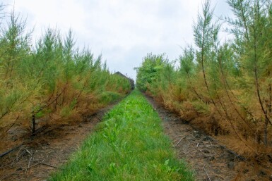 Tamarix tetrandra meerstammig 200-250