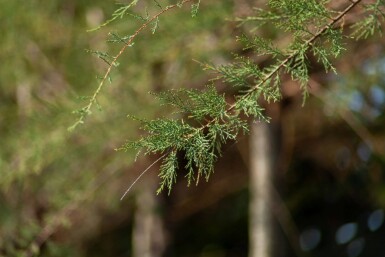 Tamarix tetrandra meerstammig 200-250