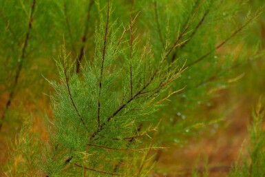 Tamarix tetrandra meerstammig 200-250