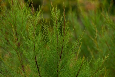 Tamarix tetrandra meerstammig 200-250