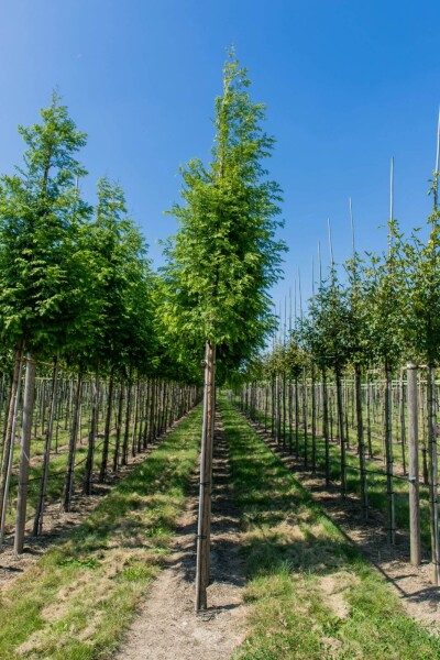Taxodium distichum hoogstam 18/20
