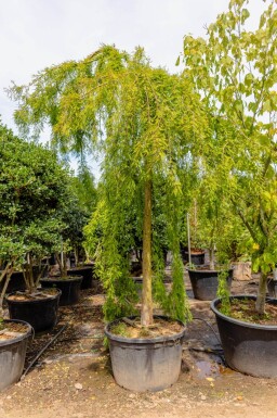 Taxodium distichum hoogstam