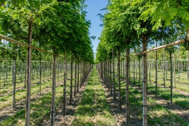 Taxodium distichum hoogstam 18/20