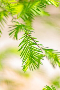 Taxodium distichum hoogstam 18/20