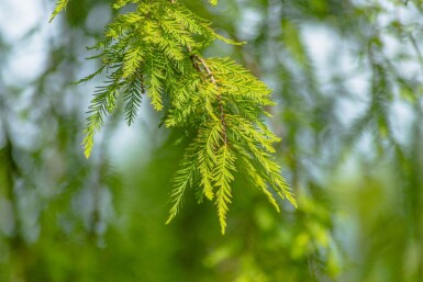 Taxodium distichum hoogstam 18/20