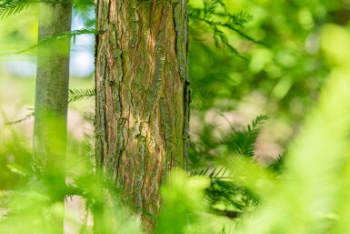 Taxodium distichum hoogstam 18/20