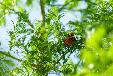 Taxodium distichum hoogstam 18/20