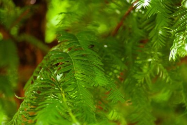 Taxodium distichum hoogstam 18/20