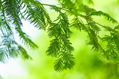 Taxodium distichum hoogstam 18/20