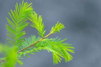 Taxodium distichum beveerd 18/20